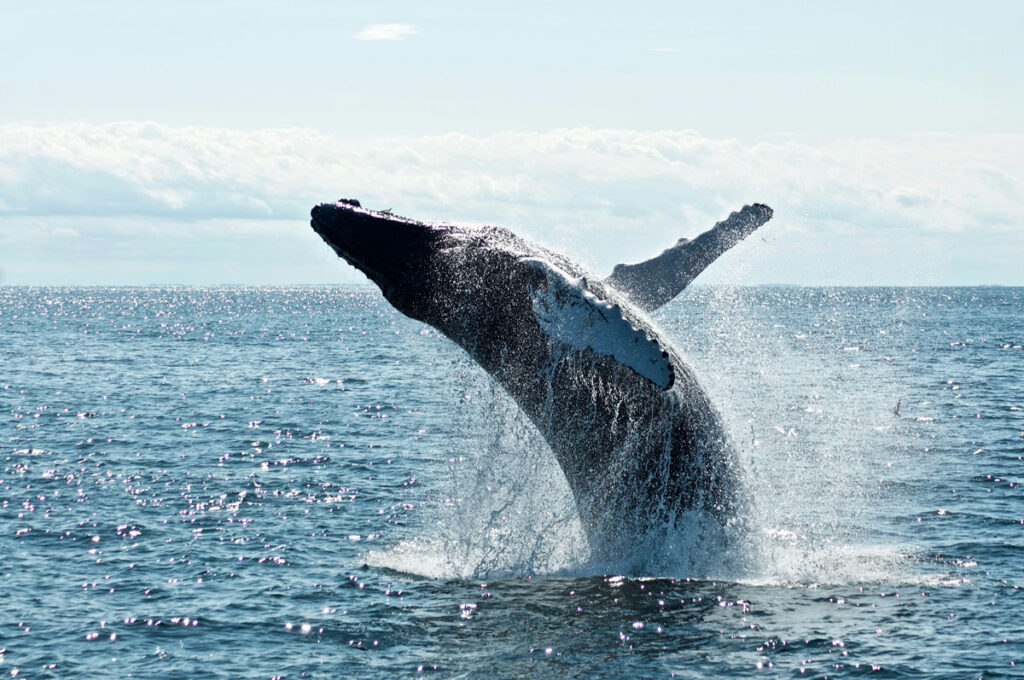 Ballena saltando durante una excursión de avistamiento de cetáceos en el Estrecho de Gibraltar, Tarifa
